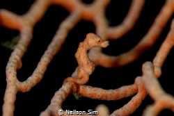 The moment of peace.. 
A Denise Pygmy seahorse enjoying ... by Nellson Sim 